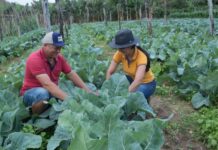 Vida no campo ganha espaço nas redes e aproxima público urbano da rotina rural